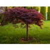 Javor dlaňovitolistý Inaba-Schidare na kmienku 110-120 cm, obvod kmeňa 8-10cm, kont. 30 l Javor dlaňovitolistý Inaba-Schidare na kmienku 110-120 cm, obvod kmeňa 8-10cm, kont. 30 l