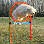 TRIXIE AGILITY preskakovací kruh, 115x3cm kruh 65cm