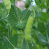 BIO Hrach dreňový skorý Zázrak z Kelvedonu - Pisum sativum - bio semená hrachu - 50 ks BIO Hrach dreňový skorý Zázrak z Kelvedonu - Pisum sativum - bio semená hrachu - 50 ks