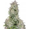 Fastbuds - Forbidden Runtz Auto 100 ks - Semená neobsahujú THC Fastbuds - Forbidden Runtz Auto 100 ks - Semená neobsahujú THC