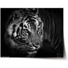Sablio Plagát Čierno-biely tiger - 90x60 cm Sablio Plagát Čierno-biely tiger - 90x60 cm