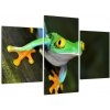 Žaba - obraz (Obraz 90x60cm) Žaba - obraz (Obraz 90x60cm)