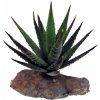 Lucky Reptile-Sukulenty Tiger Aloe, cca 8 cm Lucky Reptile-Sukulenty Tiger Aloe, cca 8 cm