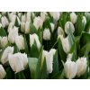 Tulipán Noordeinde 7 ks v balení Tulipán Noordeinde 7 ks v balení