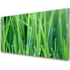 Sklenený obklad Do kuchyne Tráva kvapky rastlina príroda 100x50 cm Sklenený obklad Do kuchyne Tráva kvapky rastlina príroda 100x50 cm