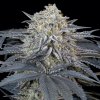 Silent Seeds - Watermelon Runtz 10 ks - semená neobsahujú THC Silent Seeds - Watermelon Runtz 10 ks - semená neobsahujú THC