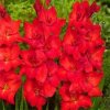 Gladiolus Oscar Gladiolus Oscar