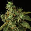 Propaganja Seeds Special Rum Auto semienka neobsahujú THC 5 ks