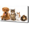 Foto obraz na plátne do obývačky Pes a mačka 100x50 cm Foto obraz na plátne do obývačky Pes a mačka 100x50 cm