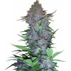 Sensi Seeds Cannabis Seeds Purple Skunk Automatic Feminized, 3-10 ks 10 ks Sensi Seeds Cannabis Seeds Purple Skunk Automatic Feminized, 3-10 ks 10 ks