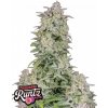 Fast Buds Cannabis Seeds Forbidden Runtz Auto 1 pcs Fast Buds Cannabis Seeds Forbidden Runtz Auto 1 pcs