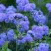 Agerát americký Blue - Ageratum houstonianum - semená - 50 ks Agerát americký Blue - Ageratum houstonianum - semená - 50 ks
