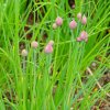 BIO pažítka - Allium schoenoprasum L. - bio semená pažítky - 200 ks BIO pažítka - Allium schoenoprasum L. - bio semená pažítky - 200 ks