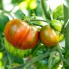 BIO Paradajka Tigerella - Solanum lycopersicum - bio semená - 6 ks BIO Paradajka Tigerella - Solanum lycopersicum - bio semená - 6 ks