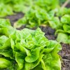 Šalát hlávkový celoročný Lento - Lactuca sativa - semená šalátu - 500 ks Šalát hlávkový celoročný Lento - Lactuca sativa - semená šalátu - 500 ks