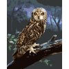zuty Zuty - Maľovanie Podľa Čísel - Sova Na Kláde V Noci (D. Rusty Rust), 40X50 Cm, Plátno (8596530184485) zuty Zuty - Maľovanie Podľa Čísel - Sova Na Kláde V Noci (D. Rusty Rust), 40X50 Cm, Plátno (8596530184485)