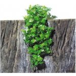 JBL TerraPlanta Amaz. Philo délka 50 cm / šířka 17 cm