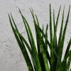 Sansevieria Svokrine jazyky Fernwood Sansevieria Svokrine jazyky Fernwood