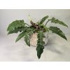 PlanBros flower Philodendron Narrow PlanBros flower Philodendron Narrow