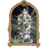 Exotic Seed - Medxotic Pure CBD 5 ks - semená neobsahujú THC Exotic Seed - Medxotic Pure CBD 5 ks - semená neobsahujú THC