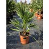 Chamaerops humilis v celkovej výške 70-80 cm Chamaerops humilis v celkovej výške 70-80 cm