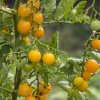Divoká paradajka Murmel žltá - Solanum pimpinellifolium - predaj bio semien - 6 ks Divoká paradajka Murmel žltá - Solanum pimpinellifolium - predaj bio semien - 6 ks