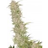 Nuka Seeds - Captain Hash 10 kusov - Semená neobsahujú THC Nuka Seeds - Captain Hash 10 kusov - Semená neobsahujú THC