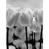 Fototapeta panel - PL0589 - Čiernobiele tulipány 206cm x 275cm - Vliesová fototapeta Fototapeta panel - PL0589 - Čiernobiele tulipány 206cm x 275cm - Vliesová fototapeta