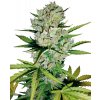 Sensi Seeds Cannabis Seeds Skunk #1 Automatic Feminizované od White Label, 3-10 ks 10 ks Sensi Seeds Cannabis Seeds Skunk #1 Automatic Feminizované od White Label, 3-10 ks 10 ks