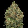 Advanced Seeds - Auto Critical Soma 5 ks - Semená neobsahujú THC. Advanced Seeds - Auto Critical Soma 5 ks - Semená neobsahujú THC.