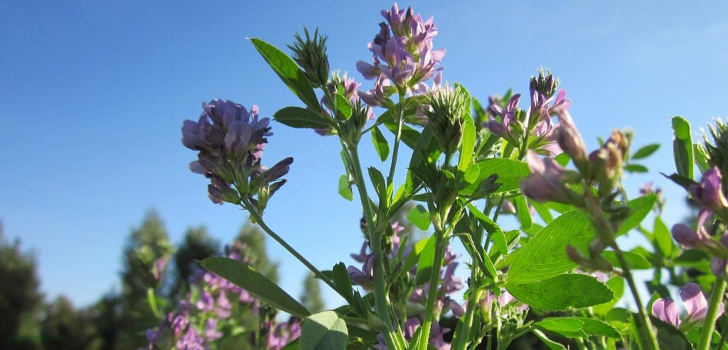 Lucerna siata Letizia 500g