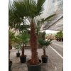 Trachycarpus fortunei Premium s výškou kmeňa 100-120 cm Trachycarpus fortunei Premium s výškou kmeňa 100-120 cm