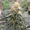 Expert Seeds - Chemdog Gorilla 5 ks - Semená neobsahujú THC Expert Seeds - Chemdog Gorilla 5 ks - Semená neobsahujú THC