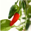 Chilli Thai Hot Birds Eye - Capsicum annuum - predaj semien - 6 ks Chilli Thai Hot Birds Eye - Capsicum annuum - predaj semien - 6 ks