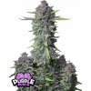 Fast Buds Cannabis Seeds Purple Punch Auto 1 ks Fast Buds Cannabis Seeds Purple Punch Auto 1 ks