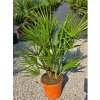 Chamaerops humilis v celkovej výške 110 cm Chamaerops humilis v celkovej výške 110 cm