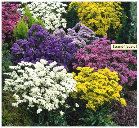 Limonka chobotnatá - zmes - Limonium sinuatum - semená - 80 ks