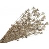 Sušené kvety metalické Černuška - Nigella orientalis 130g - champagne Sušené kvety metalické Černuška - Nigella orientalis 130g - champagne