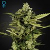 Green House Seed - Auto-Bomb 5 ks + 5 ks ZADARMO - semená neobsahujú THC Green House Seed - Auto-Bomb 5 ks + 5 ks ZADARMO - semená neobsahujú THC