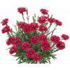 Klinček perovitý Merci Fleuri - Dianthus, kont. 0,5 l Klinček perovitý Merci Fleuri - Dianthus, kont. 0,5 l