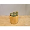 PlanBros flower Pilosocereus Braunii PlanBros flower Pilosocereus Braunii