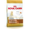 Royal Canin Labrador Retriever Junior 2 x 12 kg