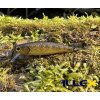 Wobler ILLEX Tiny Fry 50 SP - RT Truitelle Wobler ILLEX Tiny Fry 50 SP - RT Truitelle