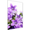 Vertikálny foto obraz akrylový Fialové zvončeky 50x100 cm Vertikálny foto obraz akrylový Fialové zvončeky 50x100 cm