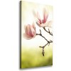 Vertikálny foto obraz na plátne Kvety magnólia 50x100 cm Vertikálny foto obraz na plátne Kvety magnólia 50x100 cm