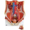 Duálny pohlavný systém, 6 častí (Anatomické modely) Duálny pohlavný systém, 6 častí (Anatomické modely)