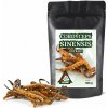 Cordyceps Sinensis extrakt VALKNUT 500 g Cordyceps Sinensis extrakt VALKNUT 500 g