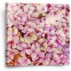 Sablio Obraz Ružové kvety - 50x50 cm Sablio Obraz Ružové kvety - 50x50 cm