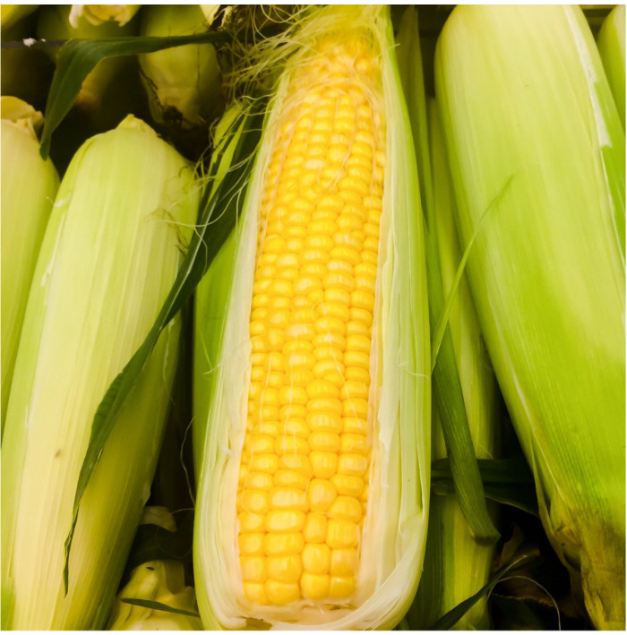 Kukurica cukrová Golden Bantam - Zea Mays - semená kukurice - 16 ks