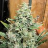 Ace Seeds - Panama x Malawi 5 ks - Semienka neobsahujú THC Ace Seeds - Panama x Malawi 5 ks - Semienka neobsahujú THC
